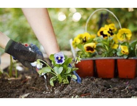 Что можно делать весной в саду, огороде и цветнике