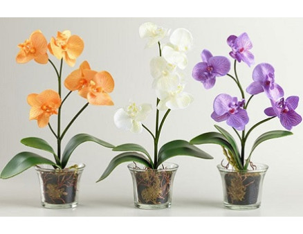 Что нужно, чтобы размножение орхидей было успешным?