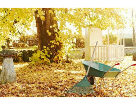 Что делать в саду и огороде в ноябре? Что делать в саду и огороде в ноябре?