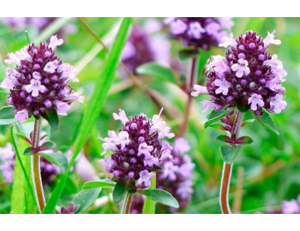 Що вигідно вирощувати у теплиці взимку?