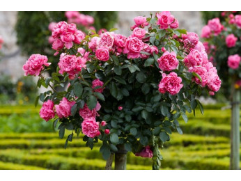 Висаджуємо правильно штамбові та плетисті троянди