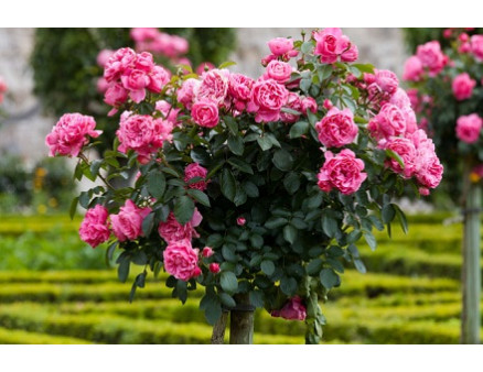 Высаживаем правильно штамбовые и плетистые розы