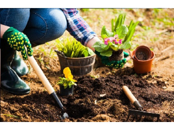 7 пар растений, которые нельзя выращивать рядом