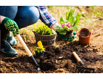 7 пар растений, которые нельзя выращивать рядом 7 пар растений, которые нельзя выращивать рядом