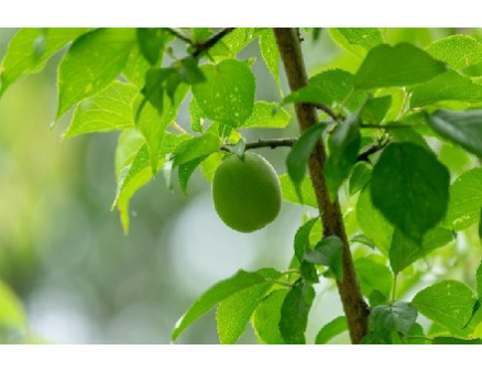 8 причин, почему не плодоносит слива и что с этим делать