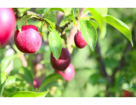 Что следует знать о посадке и выращивании сливы? Что следует знать о посадке и выращивании сливы?