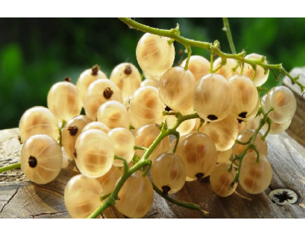 Полное руководство по выращиванию белой смородины Полное руководство по выращиванию белой смородины