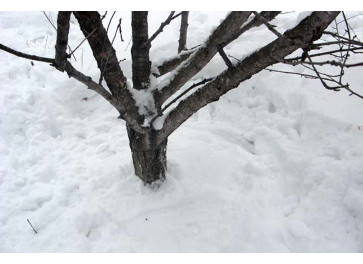 Снегозадержание под деревьями: что это и зачем нужно? Снегозадержание под деревьями: что это и зачем нужно?