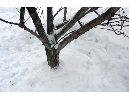 Снегозадержание под деревьями: что это и зачем нужно? Снегозадержание под деревьями: что это и зачем нужно?