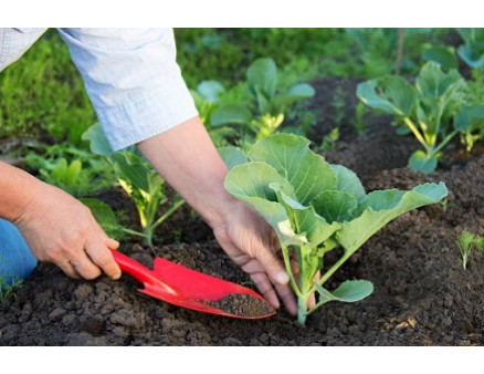 Сохнет рассада капусты: что делать? Сохнет рассада капусты: что делать?