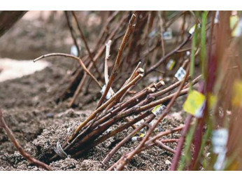 Покупка саженцев осенью и как правильно сохранить их до весны