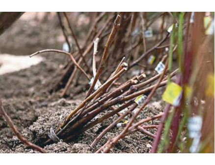 Покупка саженцев осенью и как правильно сохранить их до весны