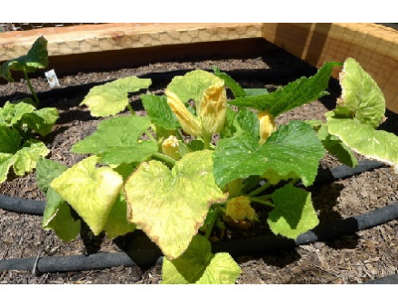 Советский метод, как защитить листья огурцов от пожелтения