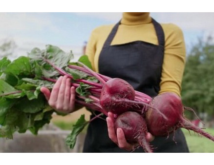 Свекла стрелкуется: почему и как этого избежать