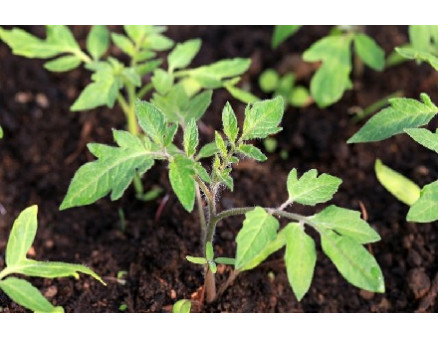 Рассада томатов: почему опадают листья?