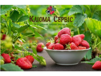 Топ 10 сортів полуниці 2023 року по рейтингу Компанії Кліома Сервіс