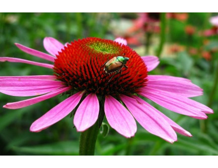 Топ-10 лучших цветов-медоносов