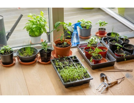 ТОП-10 овощей, которые идеально подходят для выращивания в горшках ТОП-10 овощей, которые идеально подходят для выращивания в горшках