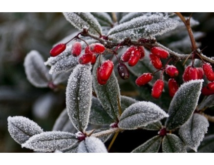 Топ-10 растений для зимнего сада Топ-10 растений для зимнего сада