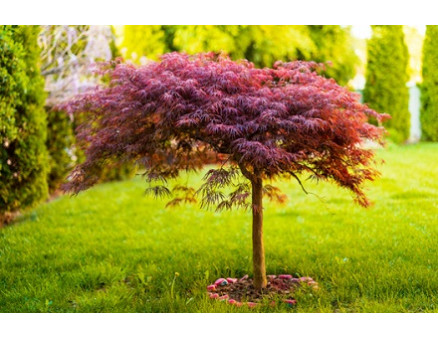 Топ-5 красивых декоративных деревьев для вашего сада Топ-5 красивых декоративных деревьев для вашего сада