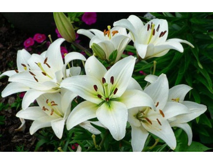 Топ-5 самых ароматных цветов