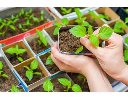 Топ-5 наиболее распространенных ошибок при выращивании рассады Топ-5 наиболее распространенных ошибок при выращивании рассады