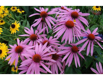 Топ-9 цветов, которые могут быстро превратиться в сорняки Топ-9 цветов, которые могут быстро превратиться в сорняки