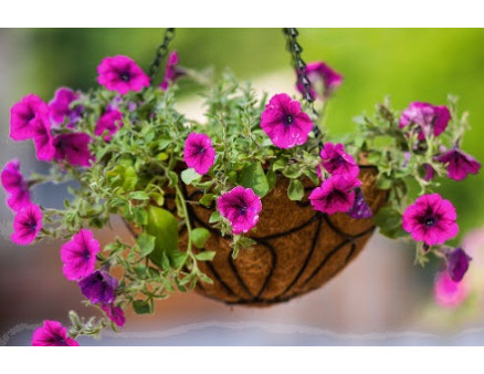 ТОП-9 растений для подвесных кашпо