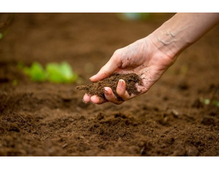 Торф в качестве удобрения. Что для этого нужно? Торф в качестве удобрения. Что для этого нужно?