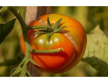 Трескаются помидоры при созревании: что делать? Трескаются помидоры при созревании: что делать?