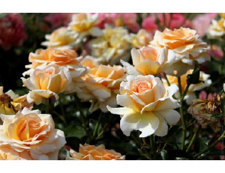 Подкормка роз в мае: какие средства использовать для лучшего цветения?