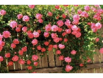 Что делать с розами в марте в случае резкого потепления?