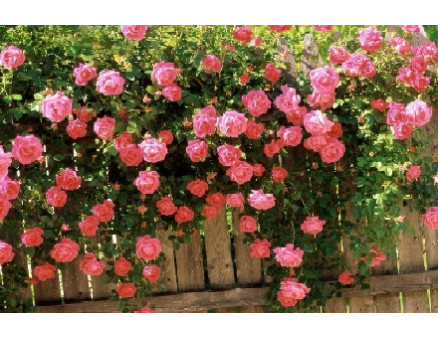 Что делать с розами в марте в случае резкого потепления? Что делать с розами в марте в случае резкого потепления?