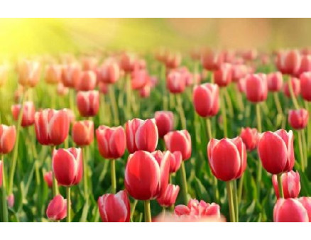 Рекомендации по выращиванию тюльпанов Рекомендации по выращиванию тюльпанов