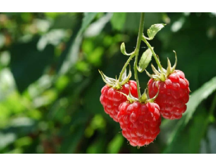 Уход за малиной весной, особенности подкормки растения Уход за малиной весной, особенности подкормки растения