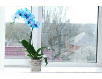 Уход за орхидеями в зимний период Уход за орхидеями в зимний период