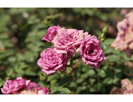 Ухаживаем за розами весной правильно