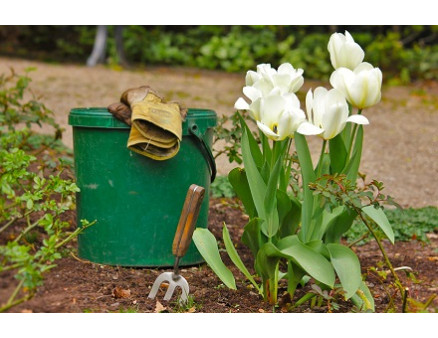 Уход за тюльпанами: правила и сроки выкапывания луковиц