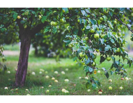 Удобрение плодового сада: основные принципы с упором на эффективность 