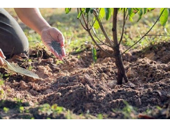 Удобряем плодовый сад осенью: особенности, ошибки и виды удобрений