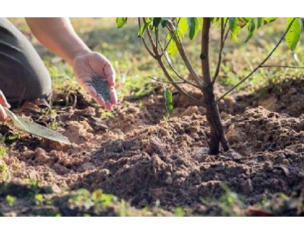 Удобряем плодовый сад осенью: особенности, ошибки и виды удобрений Удобряем плодовый сад осенью: особенности, ошибки и виды удобрений