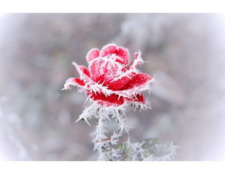 Какое укрытие лучше всего защитить розы от мороза?