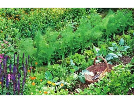 Уплотненные посадки овощей в теплице и на огороде: схемы и секреты посадок