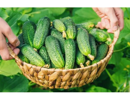 Как получить большой урожай огурцов в теплице. Рассада, посадка, уход Как получить большой урожай огурцов в теплице. Рассада, посадка, уход