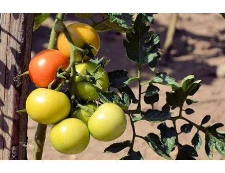 Ускоряем созревание помидоров в своем огороде: секреты и рекомендации