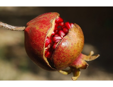 Успешное выращивание граната в Украине: как этого добиться? Успешное выращивание граната в Украине: как этого добиться?