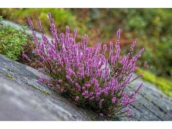 Верес звичайний: види та особливості вирощування