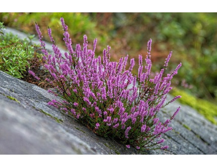 Вереск обычный: виды и особенности выращивания