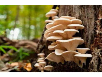 Гливи: як виростити смачні гриби міцелію в саду в домашніх умовах?