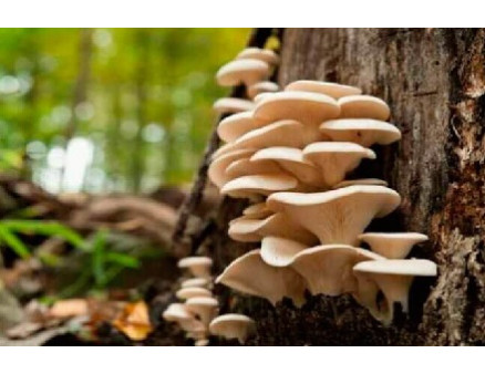 Вешенки: как вырастить вкусные грибы мицелия в саду и в домашних условиях? Вешенки: как вырастить вкусные грибы мицелия в саду и в домашних условиях?